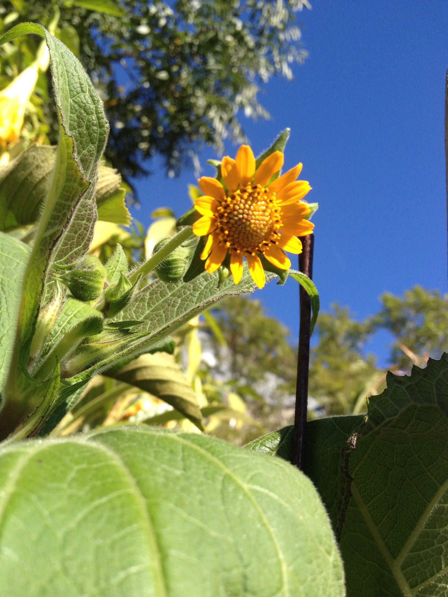 Yacón Plant (Smallanthus sonchifolius)