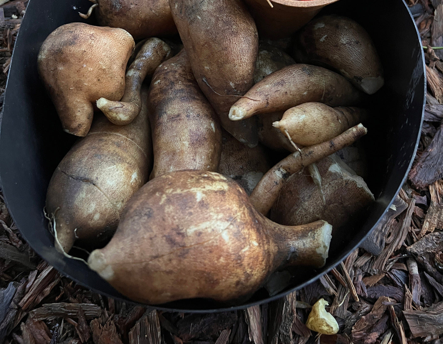 Yacón Plant (Smallanthus sonchifolius)