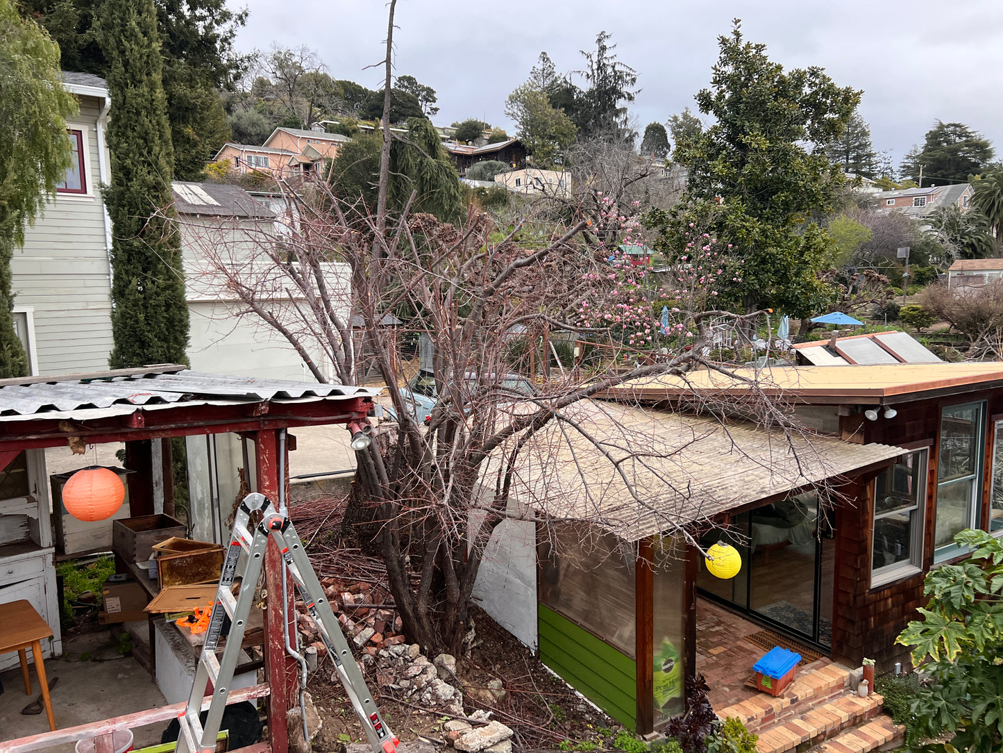 Fruit Tree Pruning 101 - 12/7