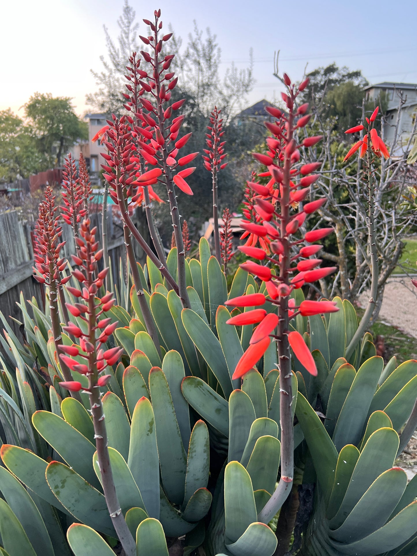 Fan Aloe (Kumara plicatilis)