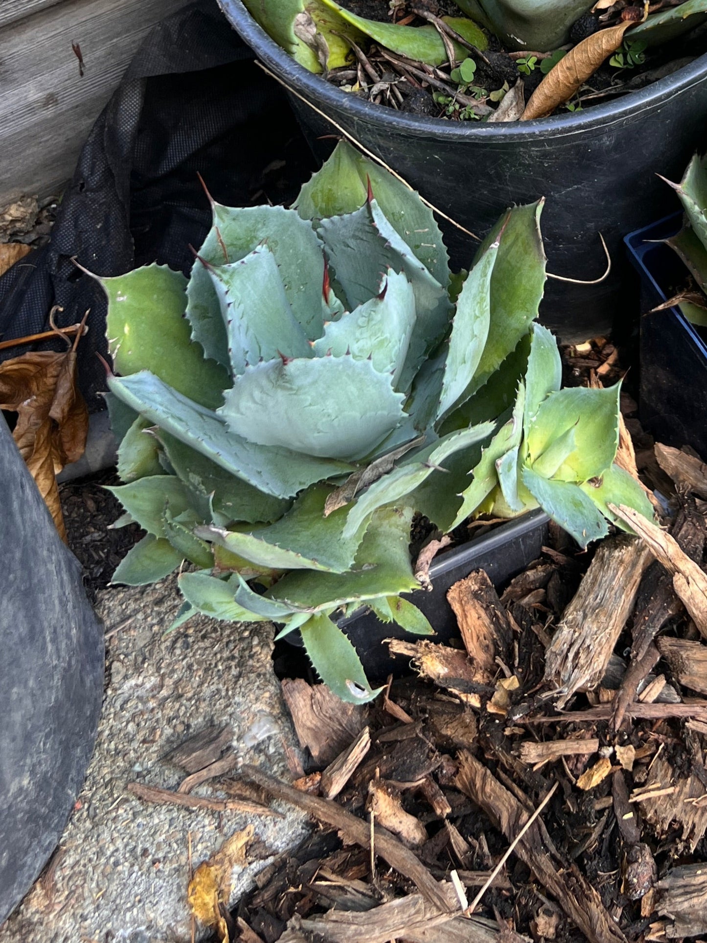 Agave