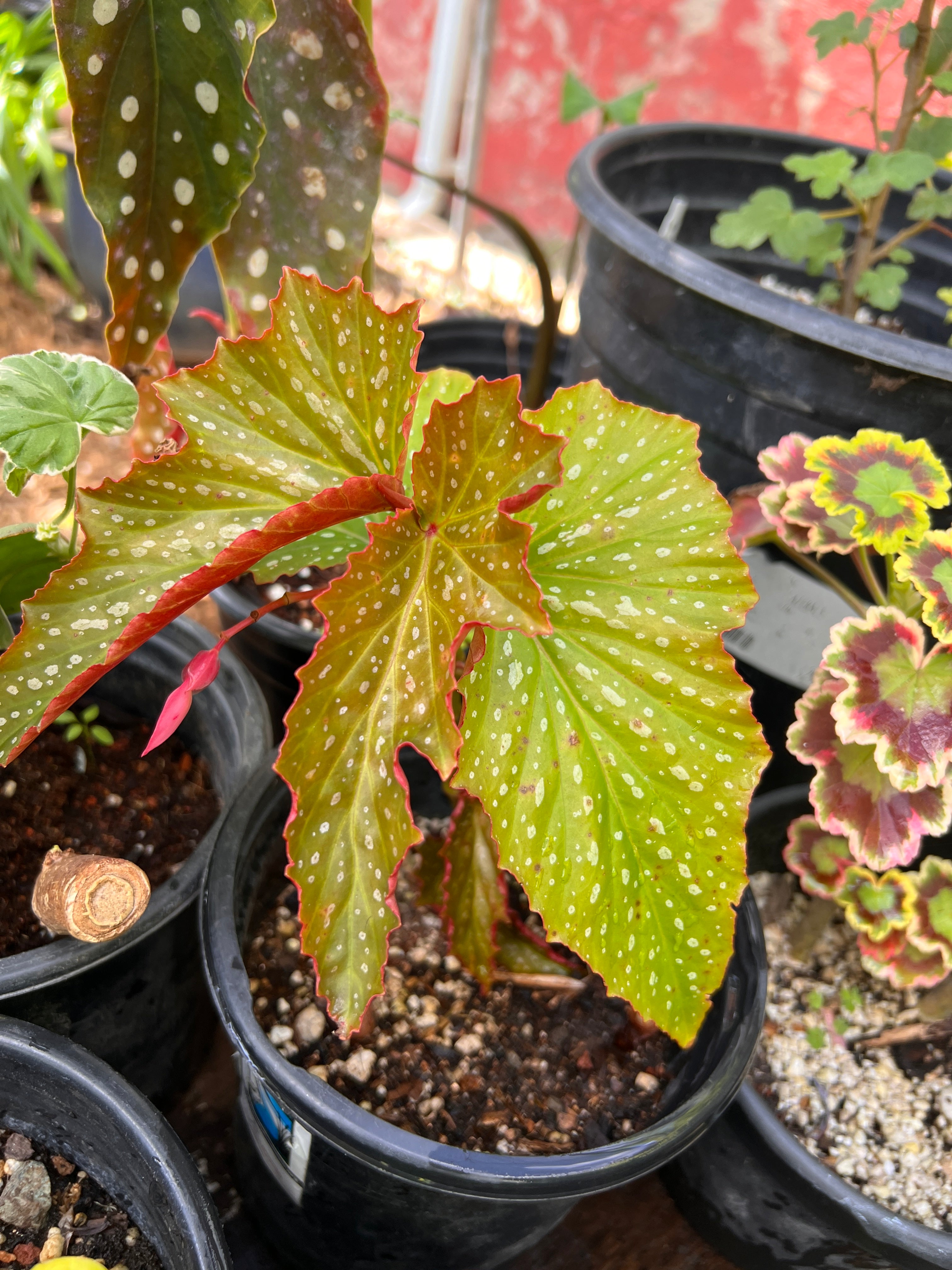 angel wing begonia indoor plant Angel Wing Begonia