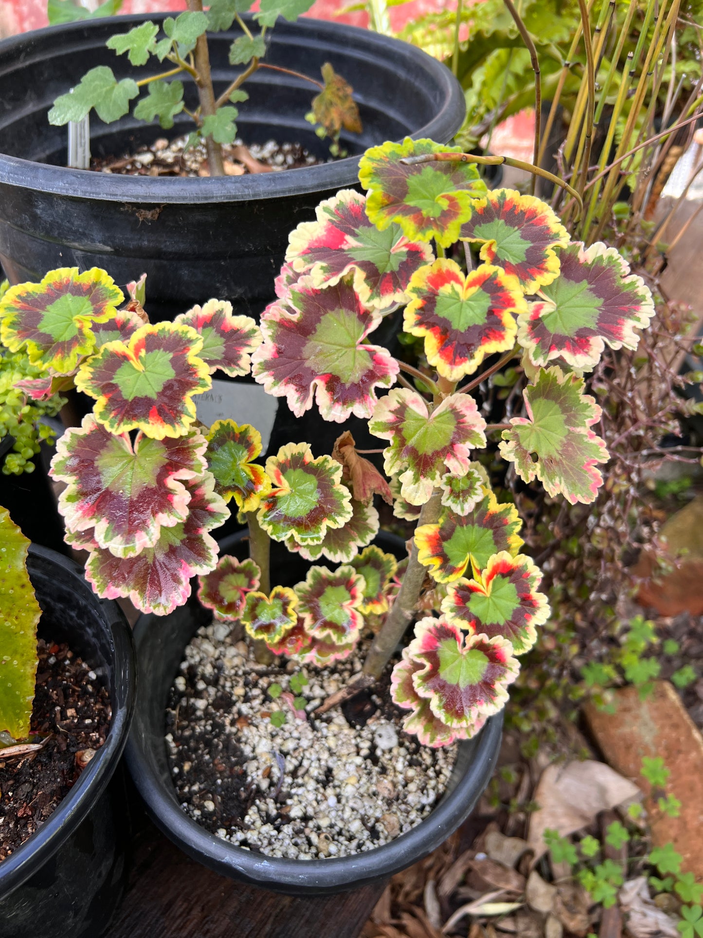 Variegated Geranium