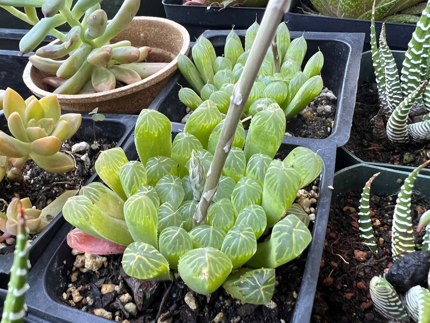 Haworthia cooperi