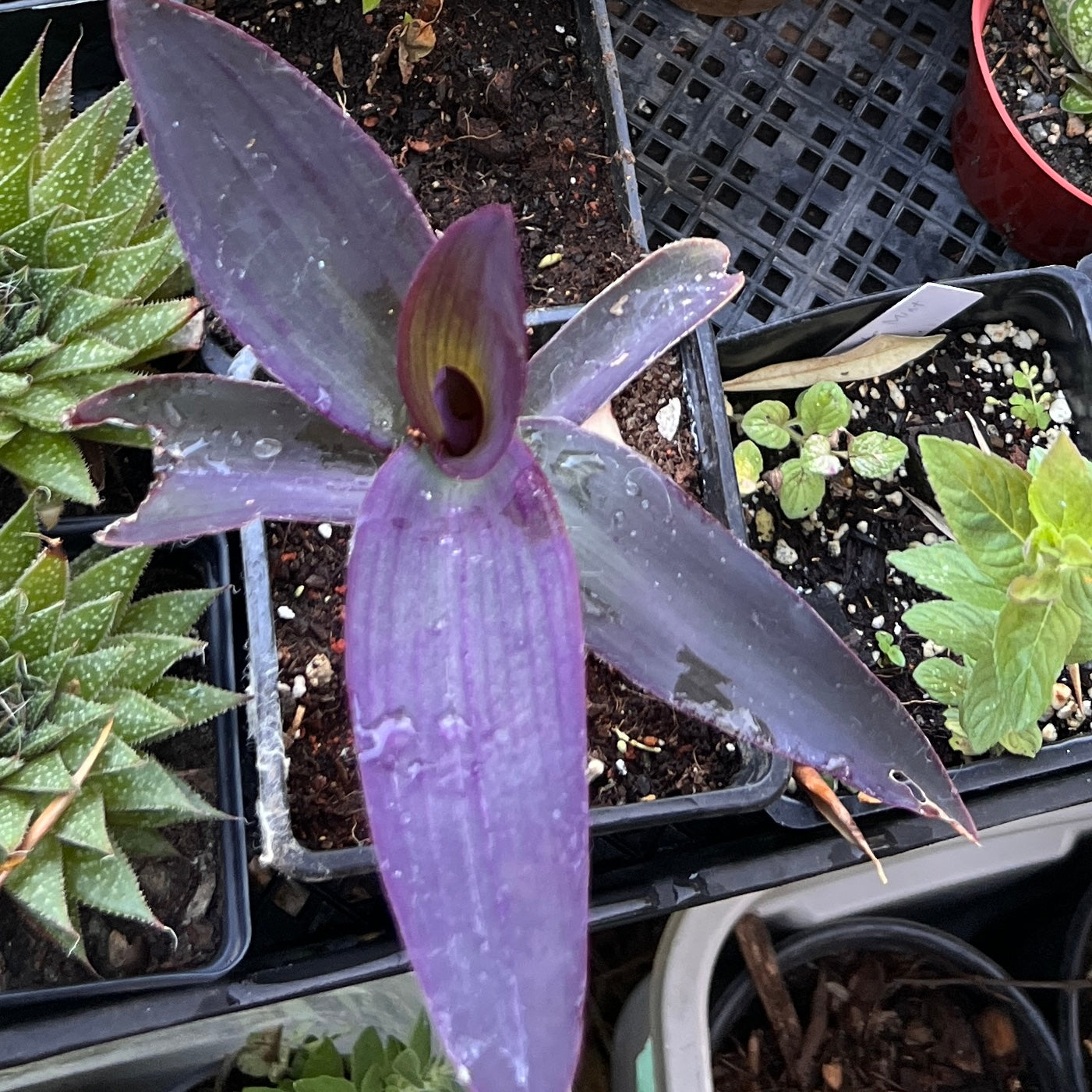 Purple 'Wandering Jew' (Tradescantia pallida)