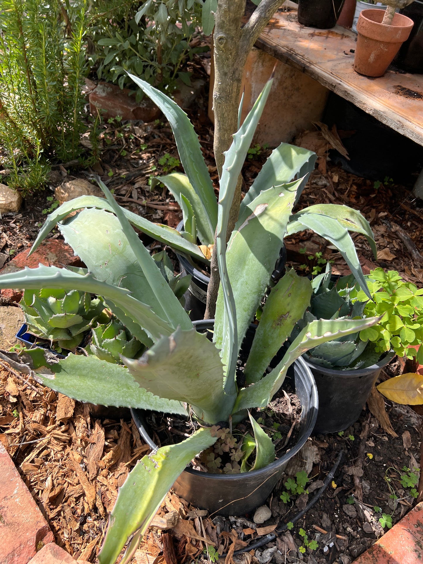 Giant Agave (Agave americana)