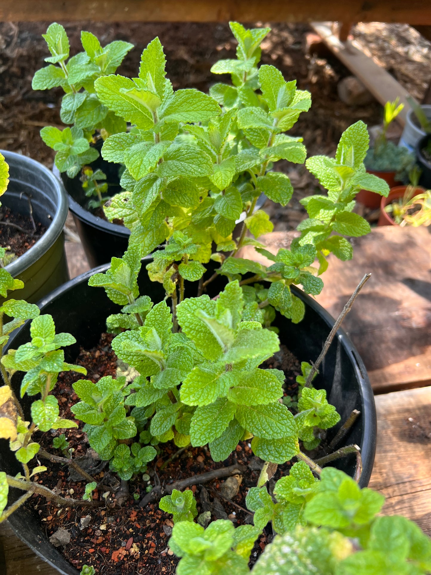 Wooly Mint (Mentha suaveolens)