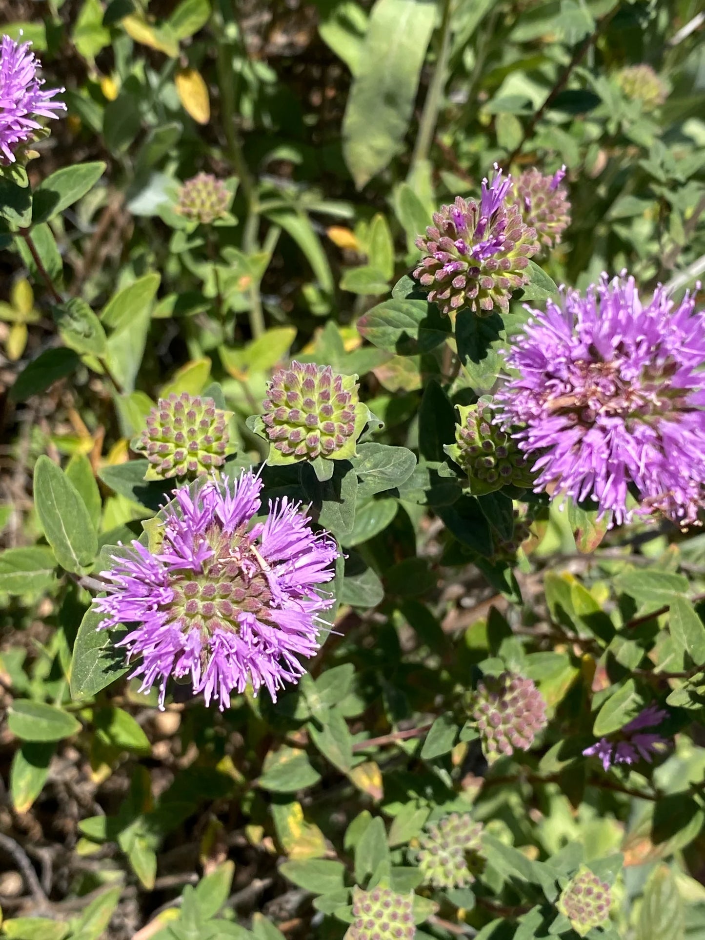 Coyote Mint (Monardella villosa)