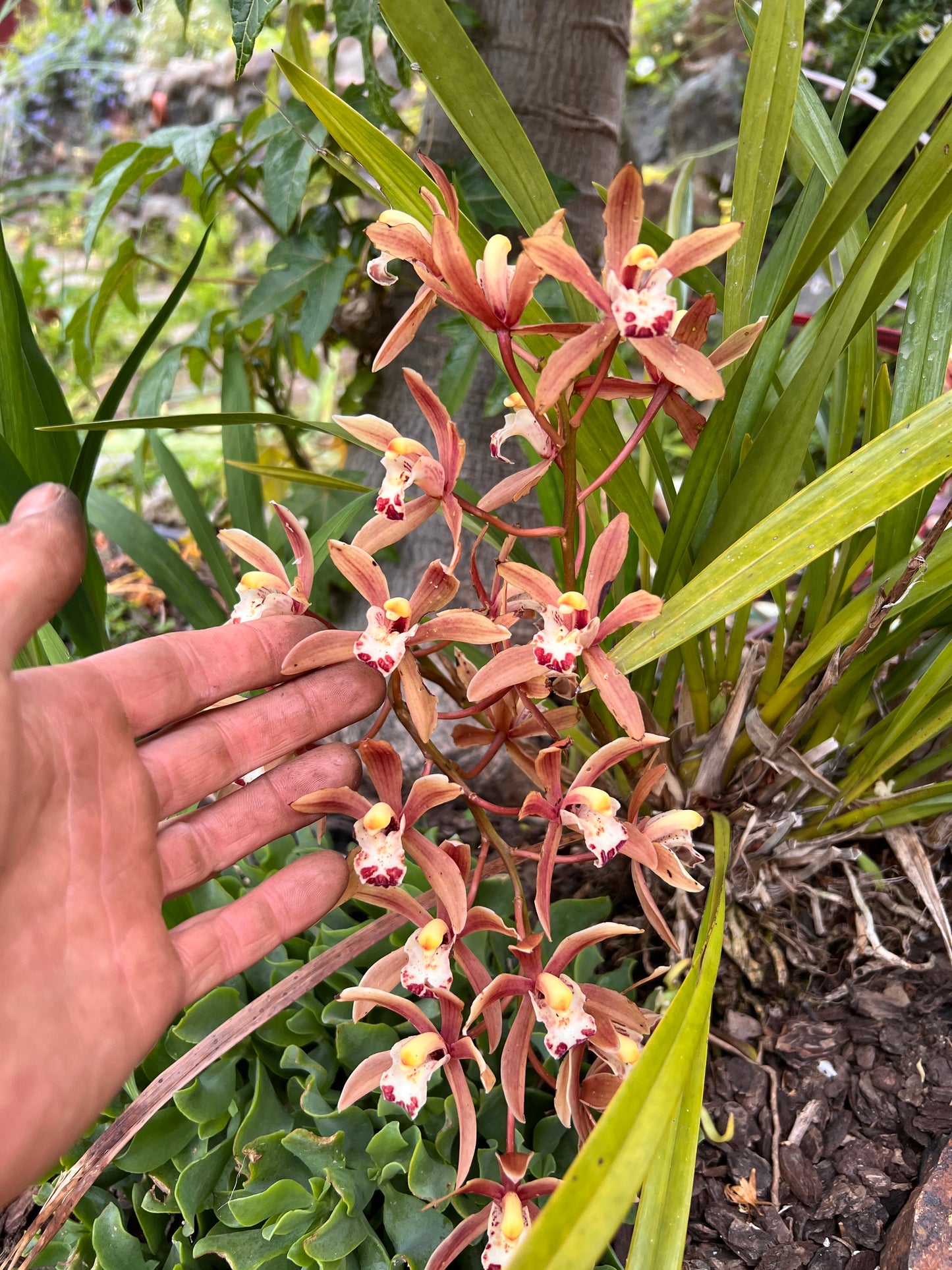Orchid - Blush with burgandy and white