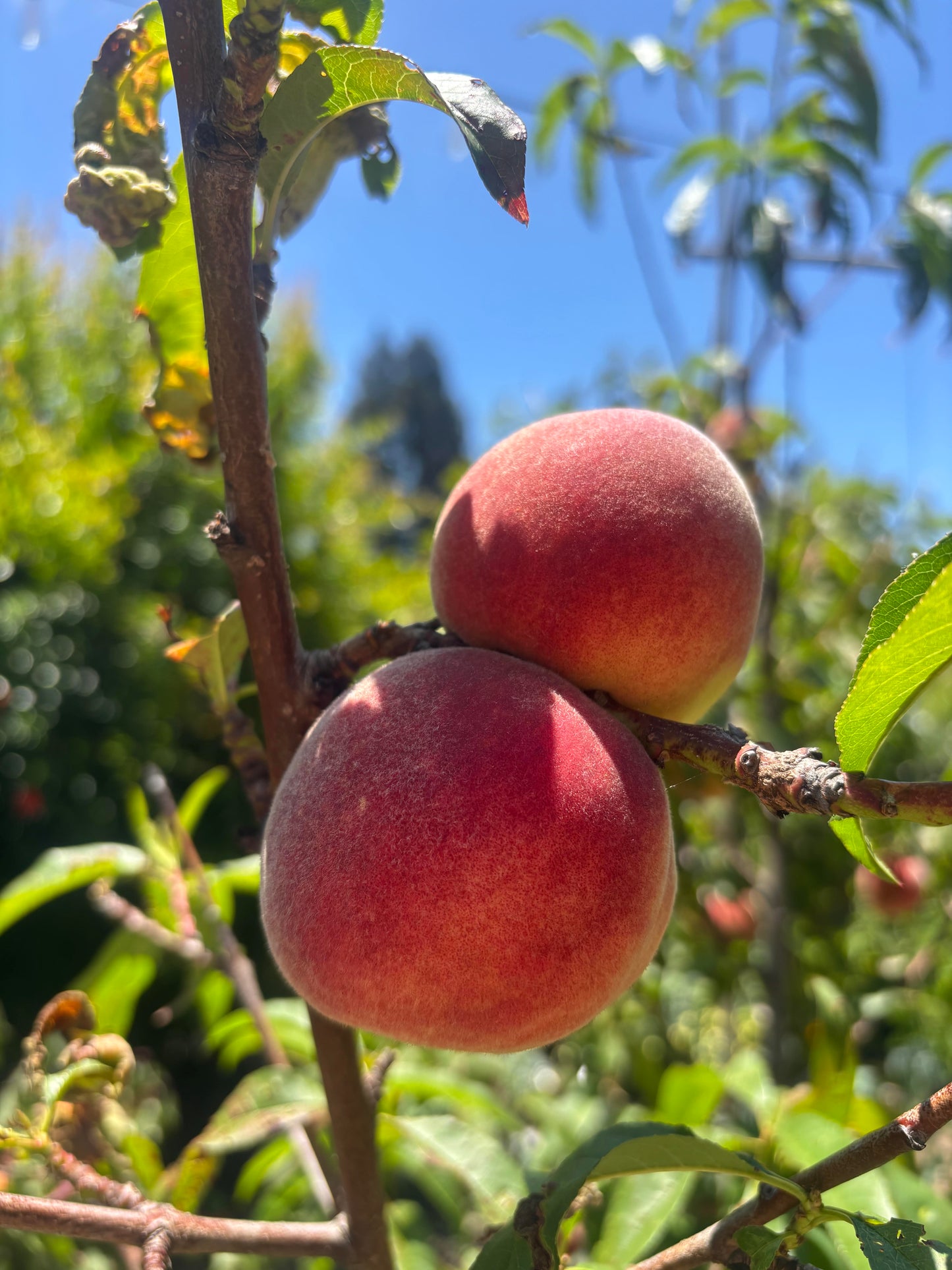 Fruity Lacto-Fermented Hot Sauce Workshop 7/9