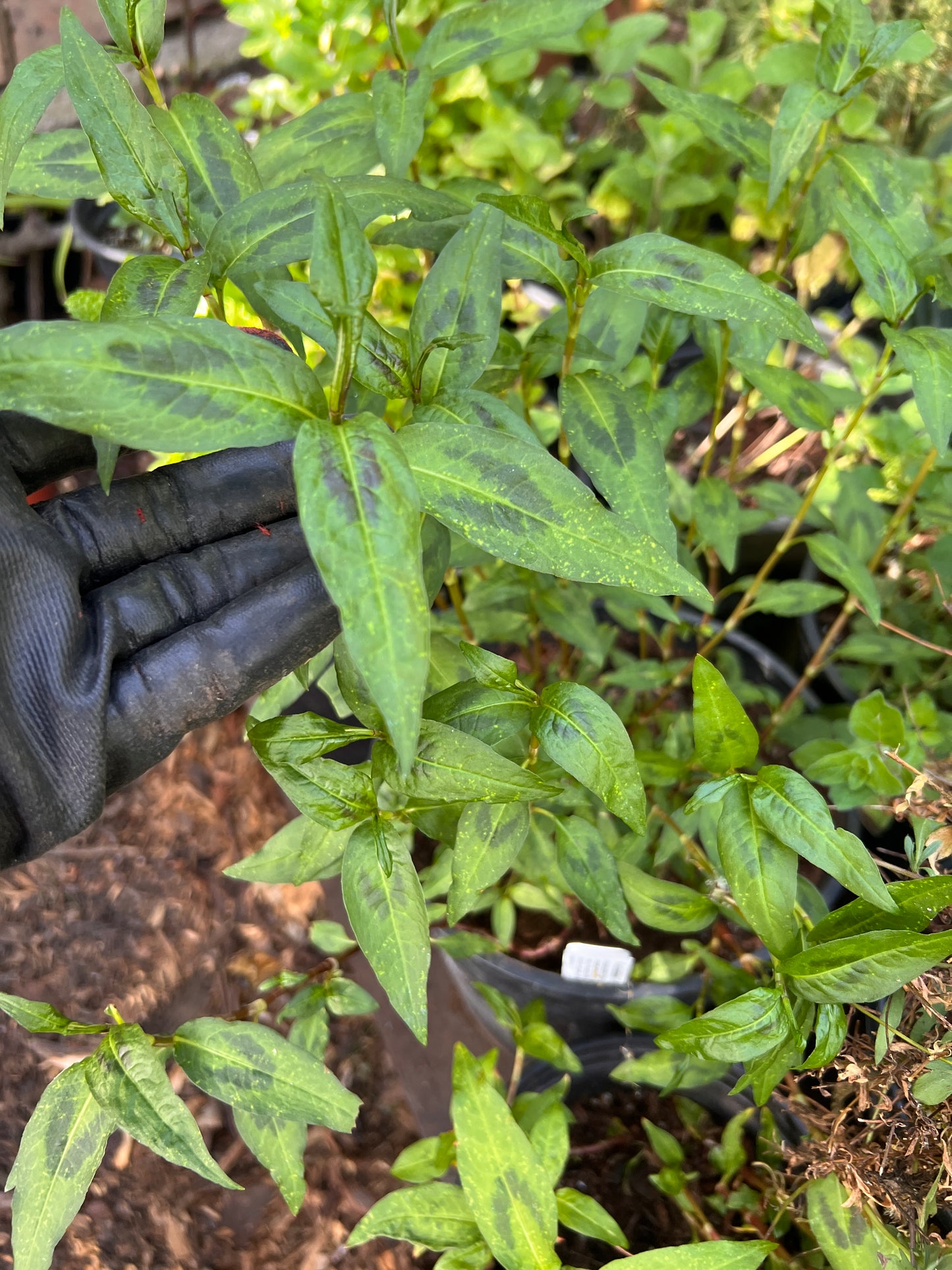 Vietnamese Coriander (Persicaria odorata)