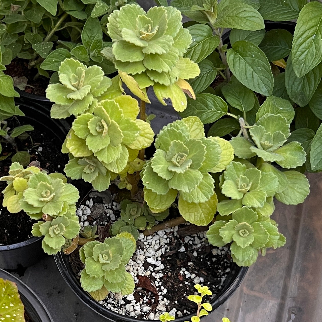 Plectranthus