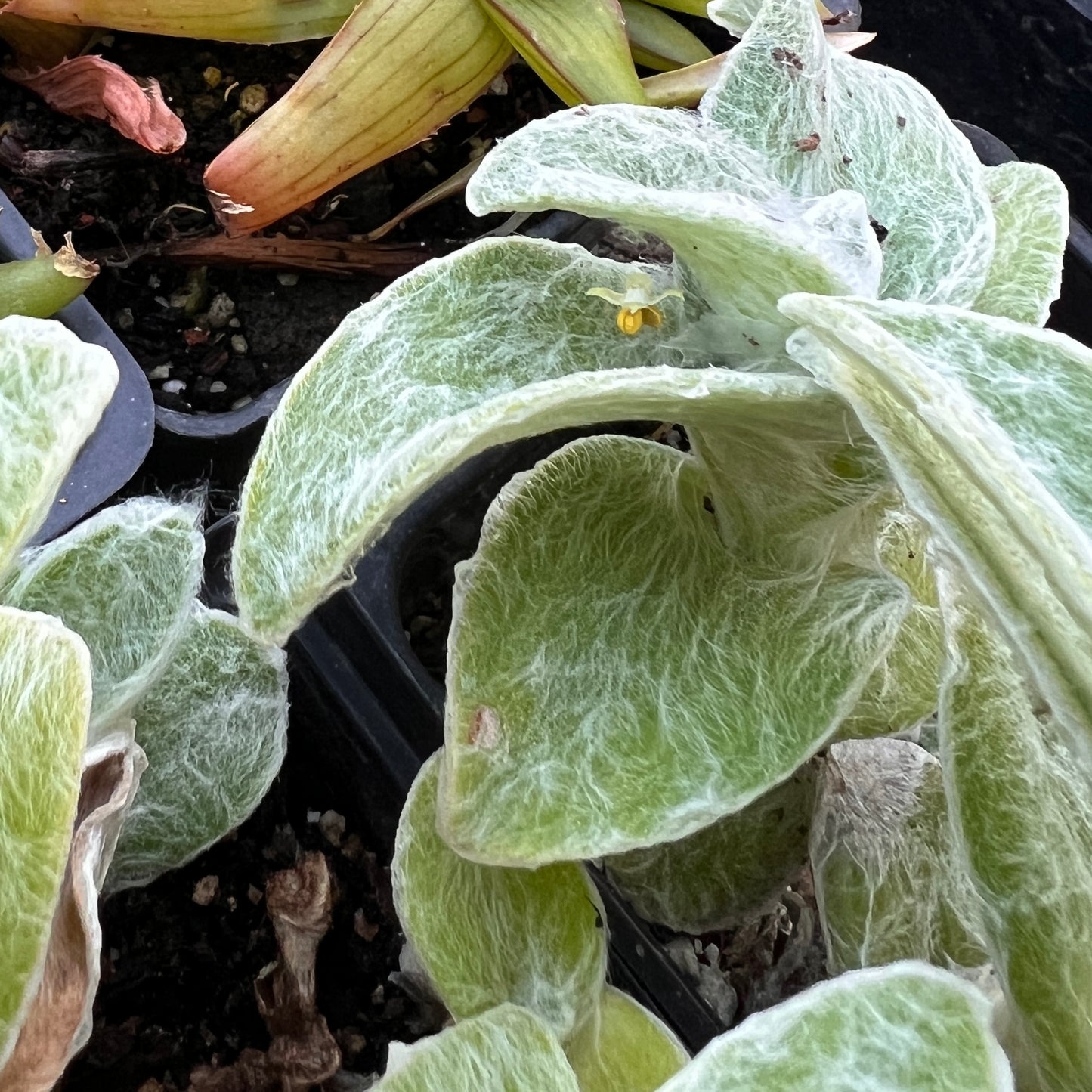 Cobwed Spiderwort (Tradescantia sillamontana)
