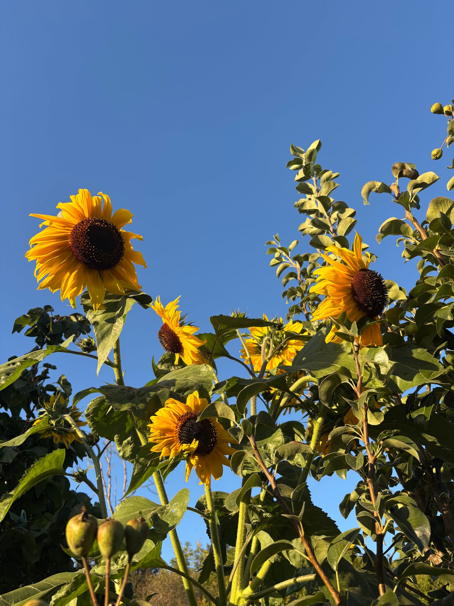 August Garden Party 8/16/26