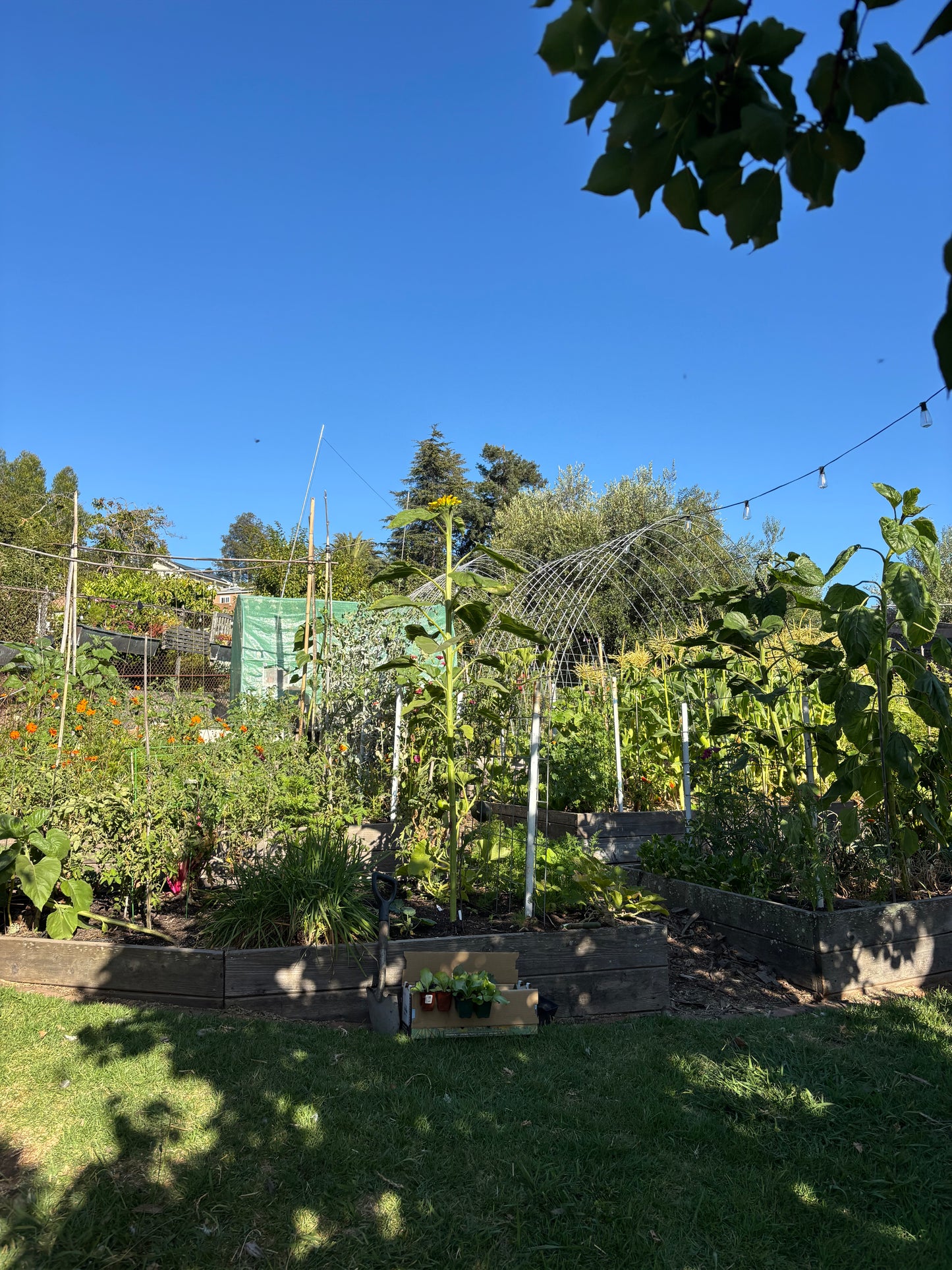 August Garden Party 8/16/26