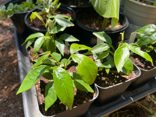 Ice-Cream Bean (Inga edulis)