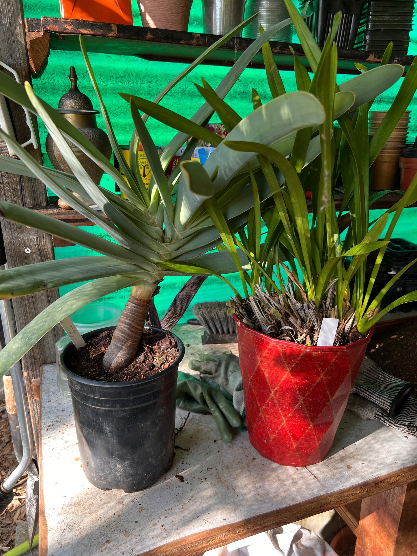 Fan Aloe and Orchid for Avina