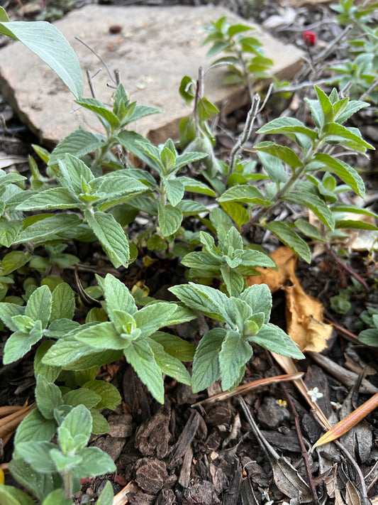 Coyote Mint (Monardella villosa)