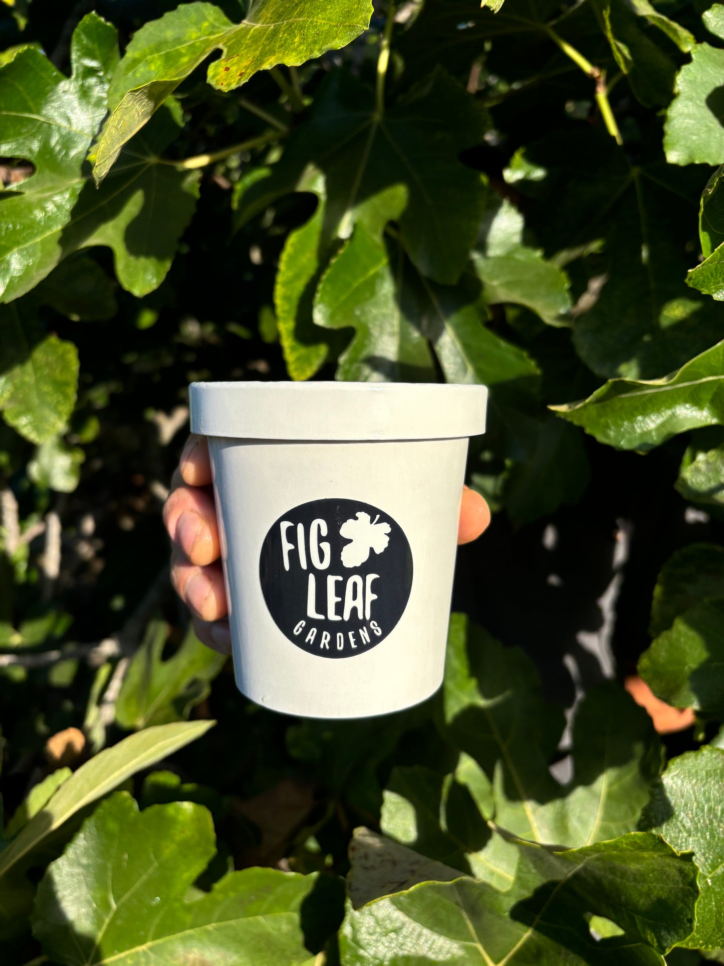 Fig Leaf Ice Cream